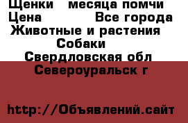 Щенки 4 месяца-помчи › Цена ­ 5 000 - Все города Животные и растения » Собаки   . Свердловская обл.,Североуральск г.